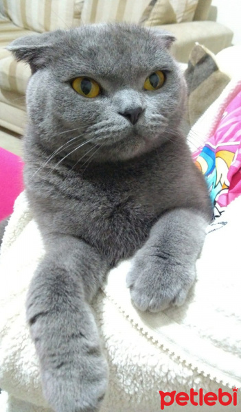 Scottish Fold, Kedi  MİA fotoğrafı