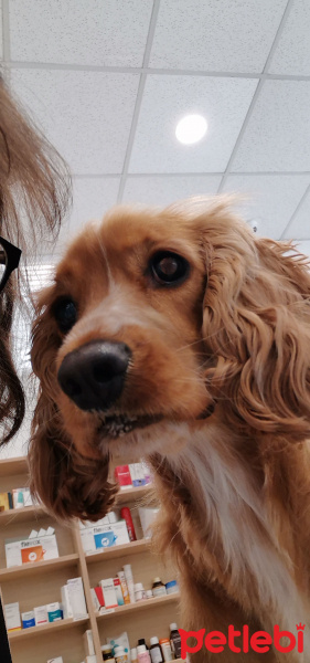 İngiliz Cocker Spaniel, Köpek  Loya fotoğrafı