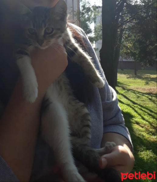 Tekir Kedi, Kedi  Mila fotoğrafı
