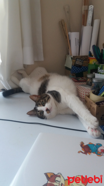 Tekir Kedi, Kedi  hamur fotoğrafı