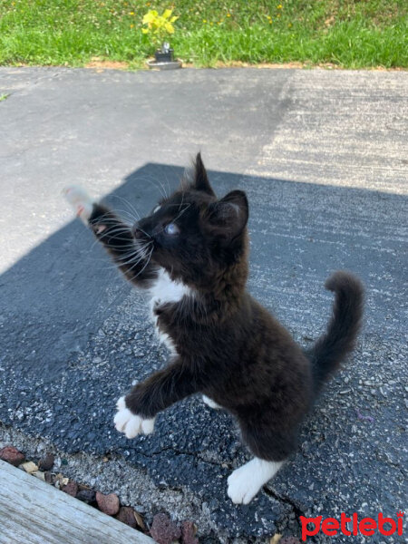 Bombay, Kedi  Bobo fotoğrafı