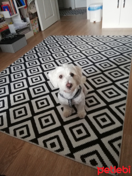 Maltese, Köpek  Puppy fotoğrafı