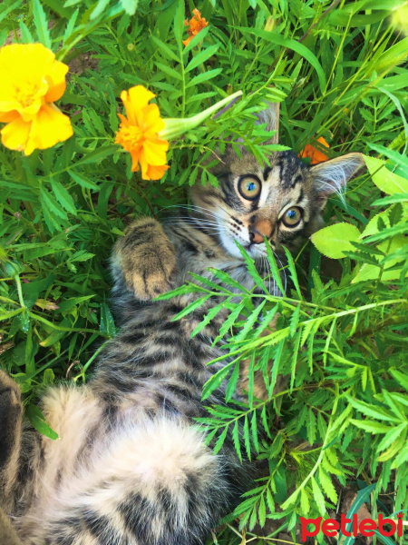 Tekir Kedi, Kedi  tiger fotoğrafı