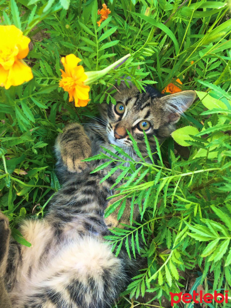 Tekir Kedi, Kedi  tiger fotoğrafı