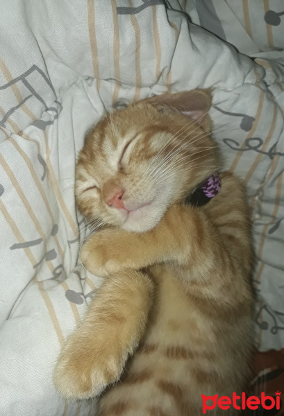 Tekir Kedi, Kedi  Mia fotoğrafı