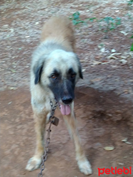 Kangal, Köpek  BOBBY fotoğrafı