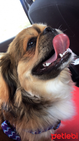Pekingese, Köpek  Paşa fotoğrafı