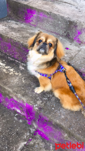 Pekingese, Köpek  Paşa fotoğrafı