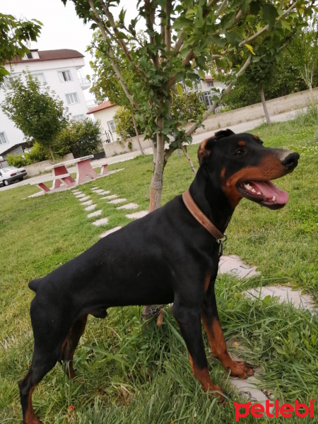 Doberman Pinscher, Köpek  Pablo fotoğrafı