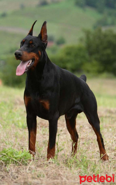 Doberman Pinscher, Köpek  Pablo fotoğrafı