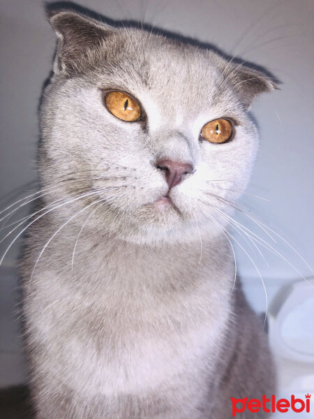 Scottish Fold, Kedi  Archie fotoğrafı