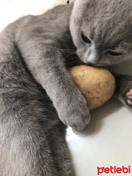 Scottish Fold, Kedi  Archie fotoğrafı