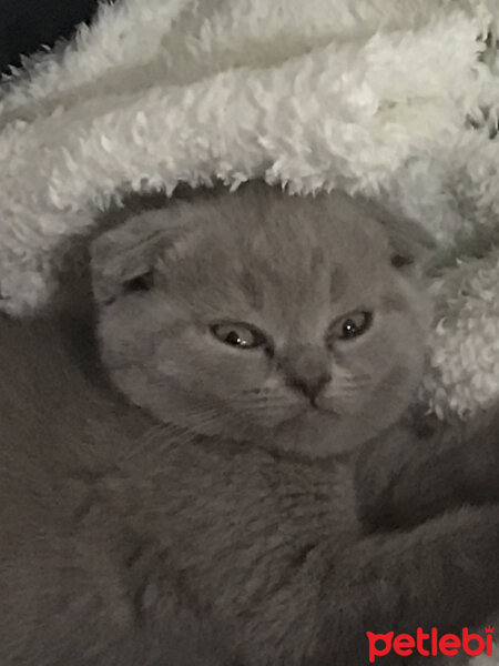 Scottish Fold, Kedi  Archie fotoğrafı