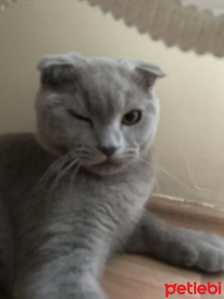 Scottish Fold, Kedi  Archie fotoğrafı