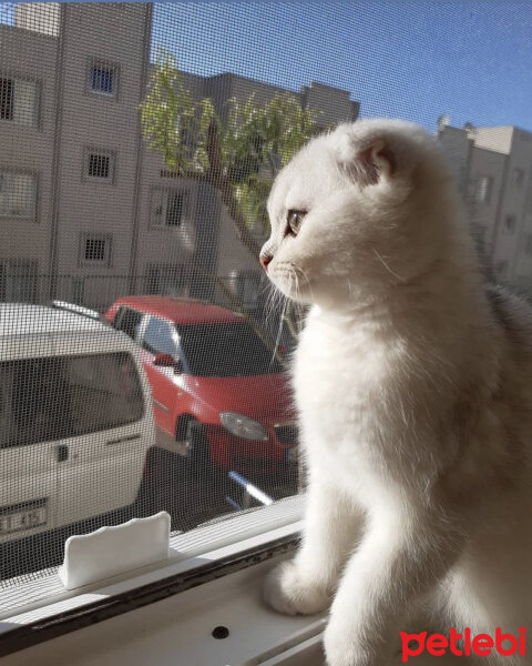 Scottish Fold, Kedi  Archie fotoğrafı