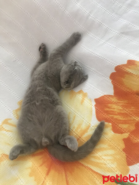 Scottish Fold, Kedi  Archie fotoğrafı