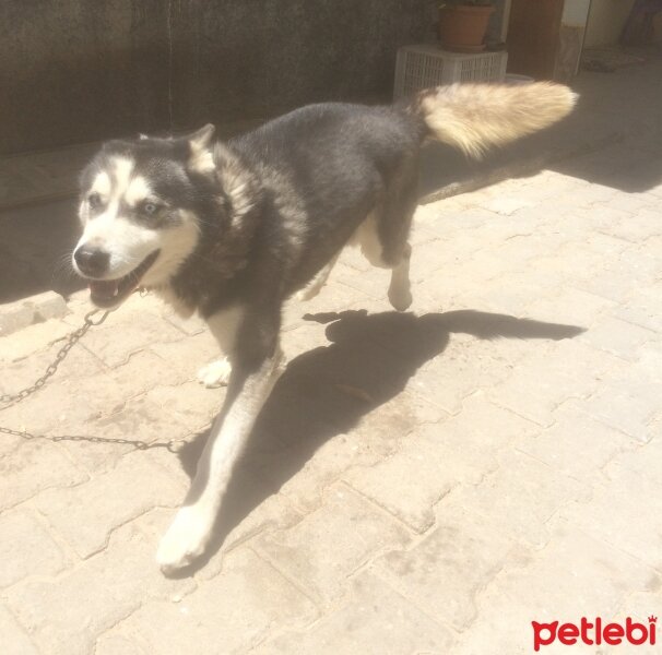 Sibirya Kurdu (Husky), Köpek  Putin fotoğrafı