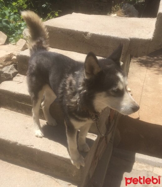 Sibirya Kurdu (Husky), Köpek  Putin fotoğrafı