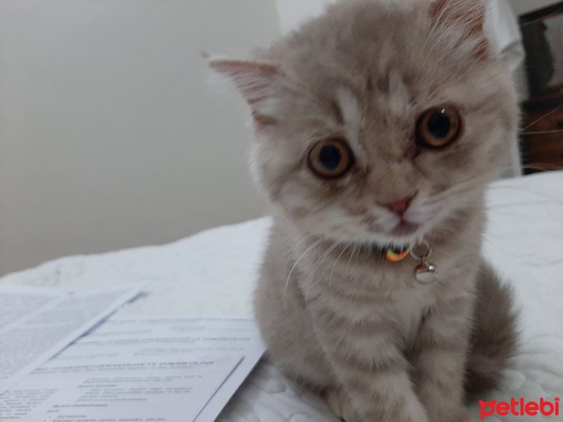 Scottish Fold, Kedi  Mia fotoğrafı