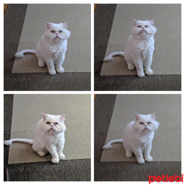 İran Kedisi (Persian), Kedi  alfred fotoğrafı