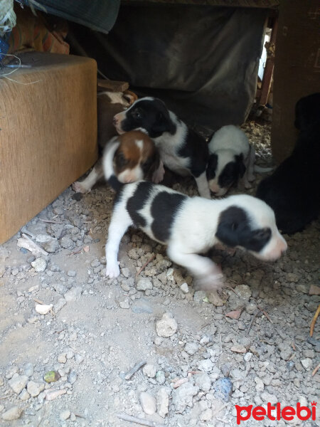 Akbaş, Köpek  Küçük Kalpler fotoğrafı