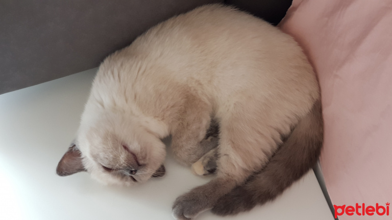 British Shorthair, Kedi  Miyu fotoğrafı