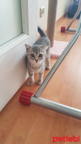 Scottish Fold, Kedi  Boncuk fotoğrafı