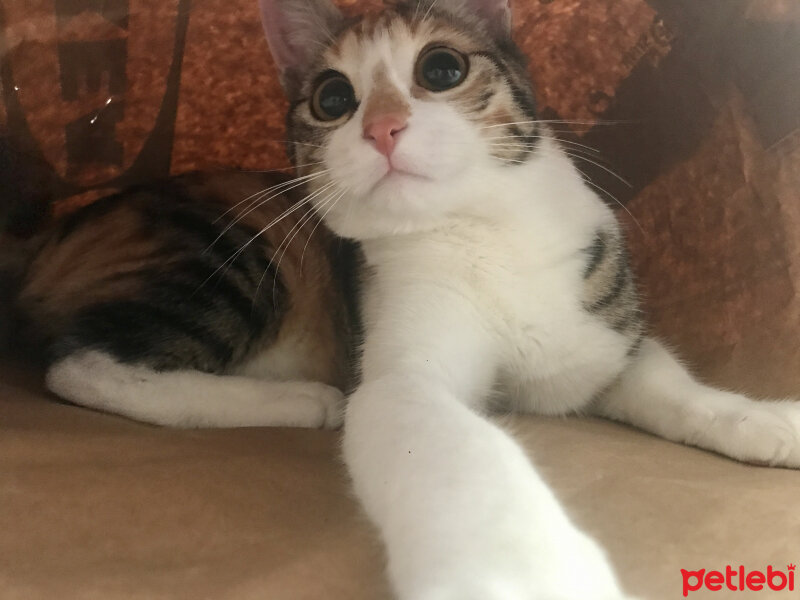 Tekir Kedi, Kedi  Lexa fotoğrafı