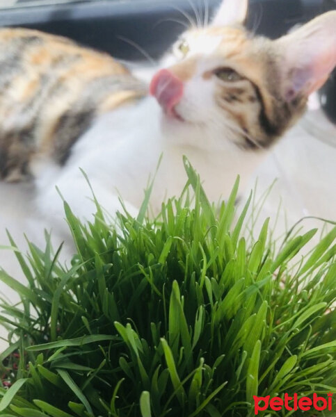 Tekir Kedi, Kedi  Lexa fotoğrafı