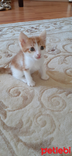 Sarman, Kedi  Yavru fotoğrafı