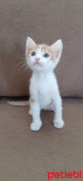 Sarman, Kedi  Yavru fotoğrafı