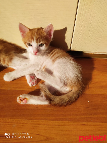 Sarman, Kedi  Yavru fotoğrafı