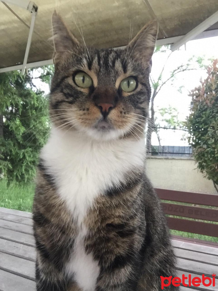 Soke, Kedi  Chibi fotoğrafı