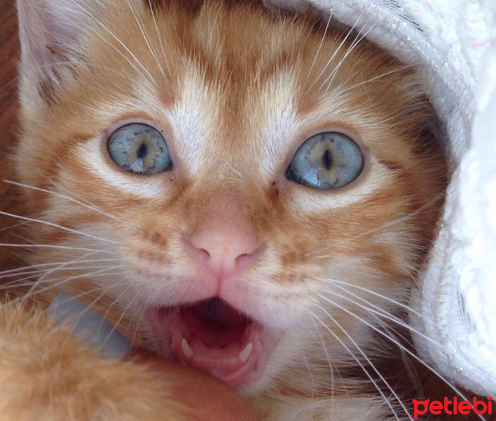 Sarman, Kedi  Bambi fotoğrafı