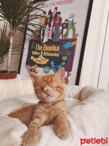 Sarman, Kedi  Gatsby fotoğrafı