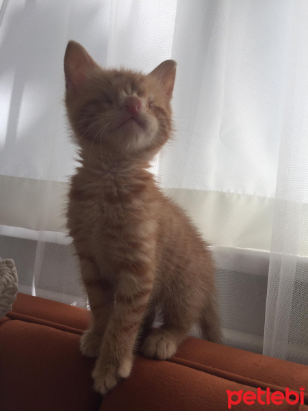 Sarman, Kedi  Gatsby fotoğrafı