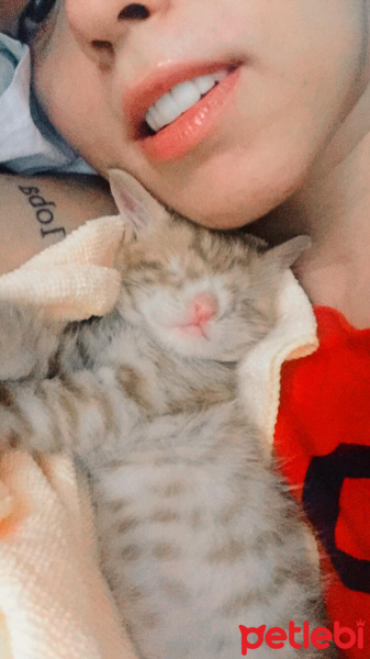 Sarman, Kedi  Gatsby fotoğrafı