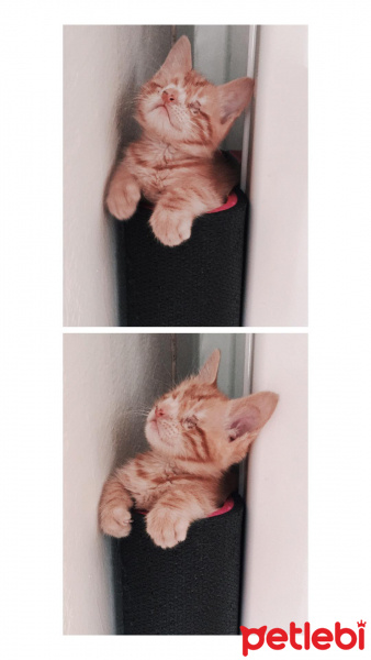 Sarman, Kedi  Gatsby fotoğrafı