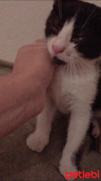 Soke, Kedi  Daisy fotoğrafı