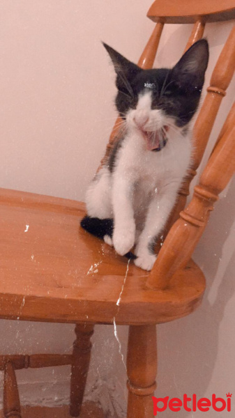 Soke, Kedi  Daisy fotoğrafı