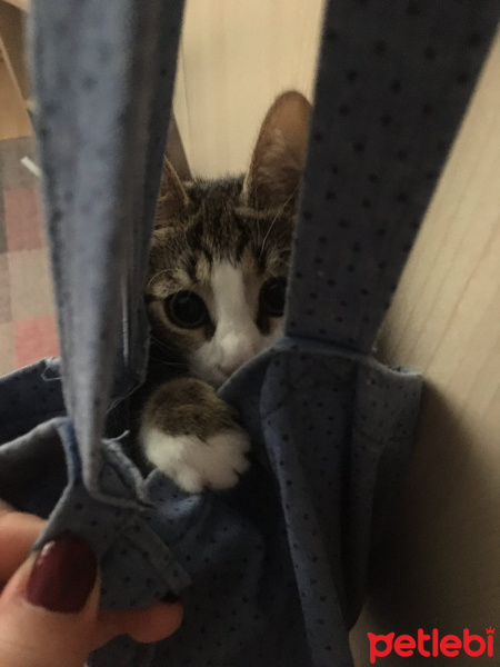 Tekir Kedi, Kedi  bihter fotoğrafı