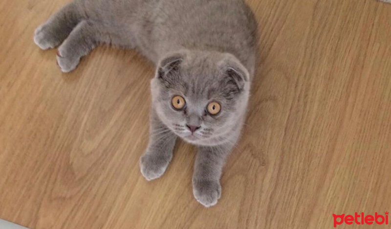 Scottish Fold, Kedi  Venüs fotoğrafı