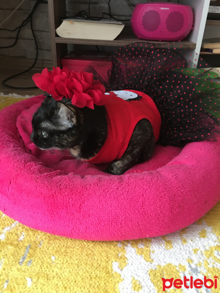 Tekir Kedi, Kedi  Rebecca fotoğrafı