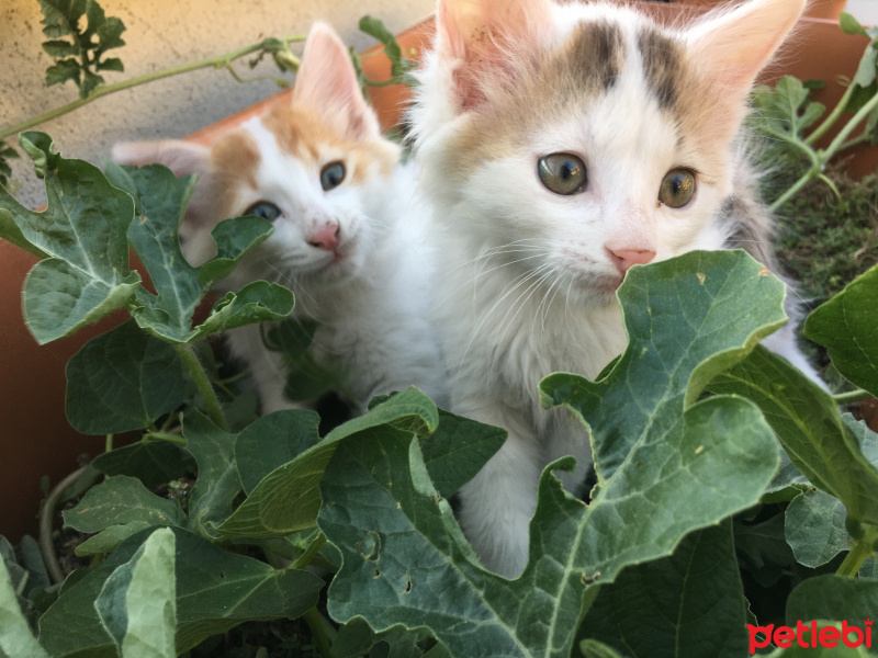 Tekir Kedi, Kedi  Bambi fotoğrafı