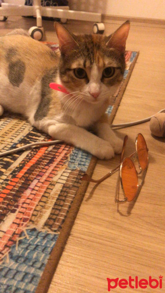 Tekir Kedi, Kedi  Peyker fotoğrafı