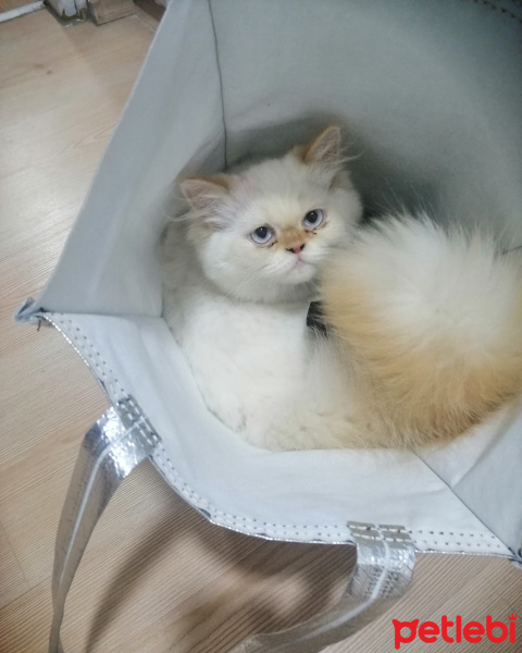 İran Kedisi (Persian), Kedi  Lora fotoğrafı