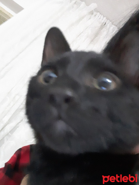 Bombay, Kedi  böcük fotoğrafı