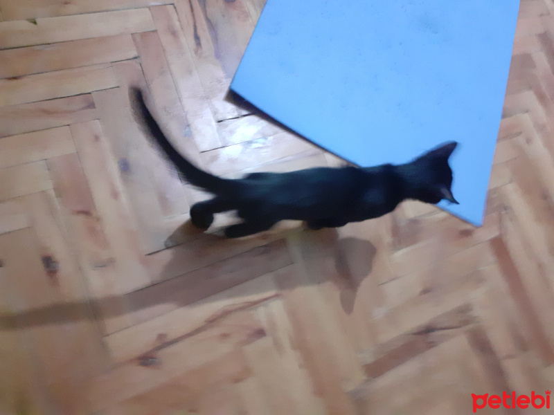 Bombay, Kedi  böcük fotoğrafı