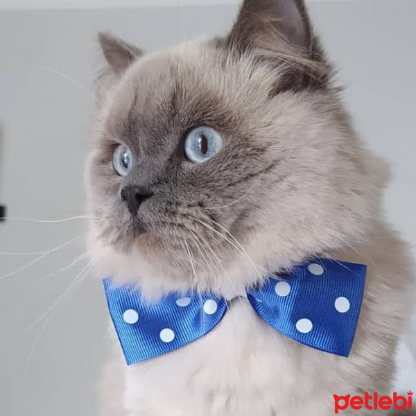 British Shorthair, Kedi  Herkül fotoğrafı