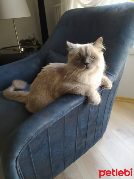 British Shorthair, Kedi  Herkül fotoğrafı